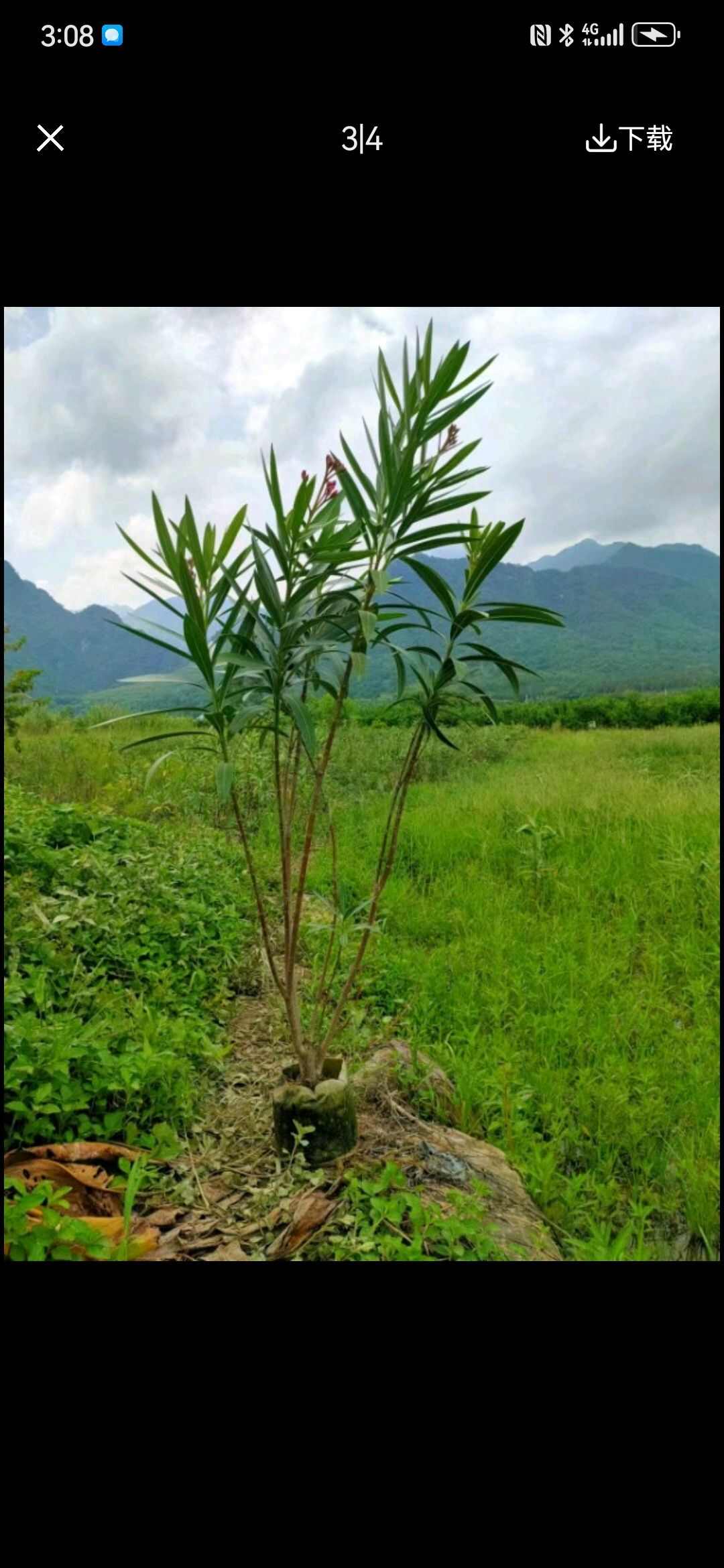 夾竹桃小苗大量供應