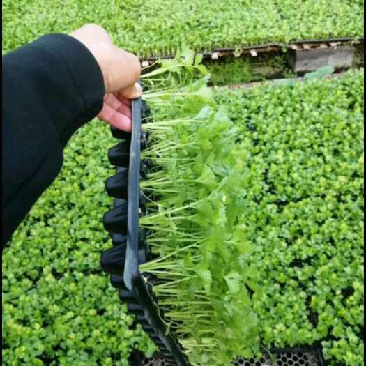 芹菜苗