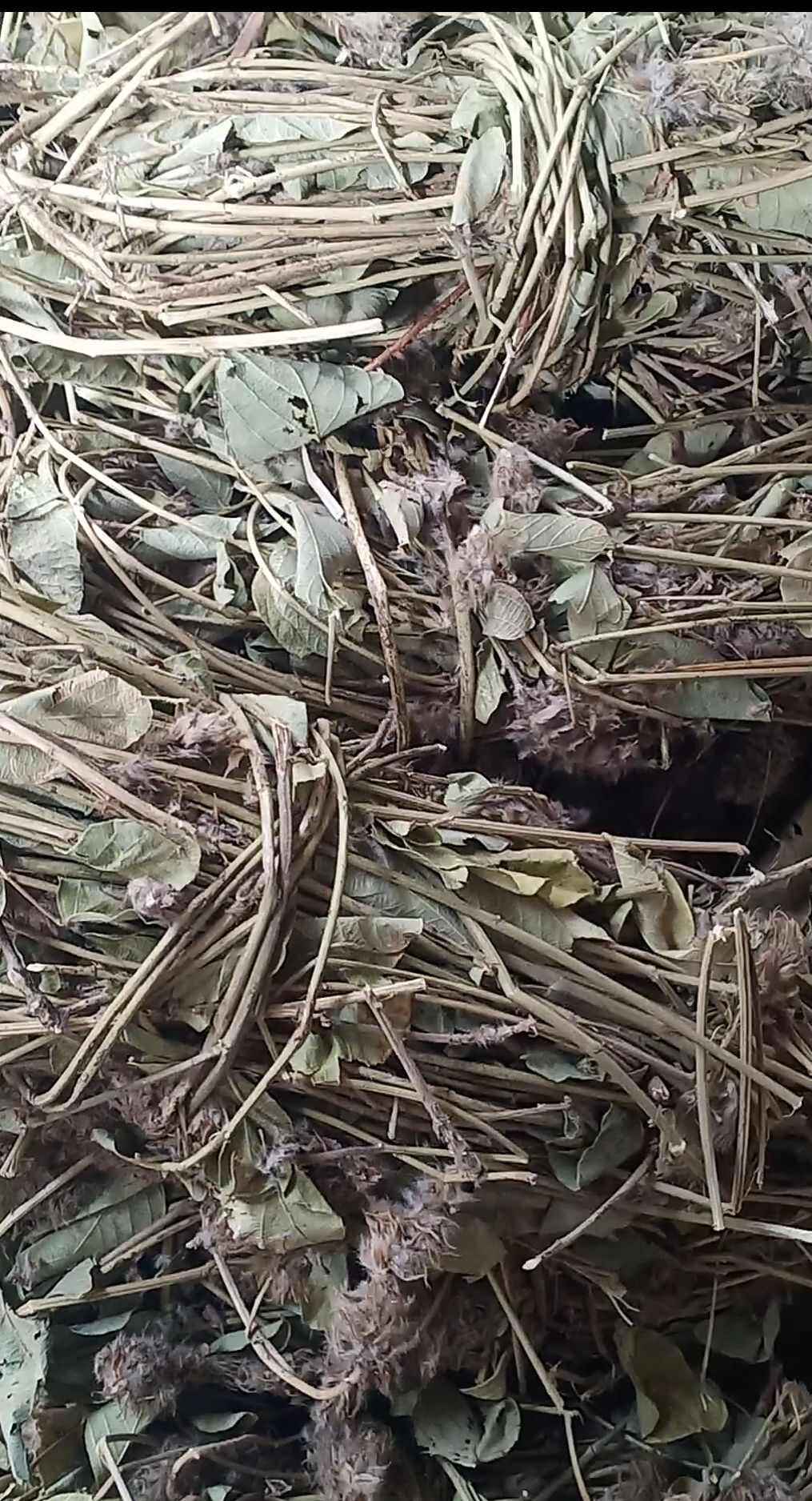 猫尾草 狗尾草 土狗尾