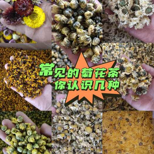 杭白菊 桐乡杭白菊 昆仑雪菊 源自天山 洋甘菊 黄山贡菊