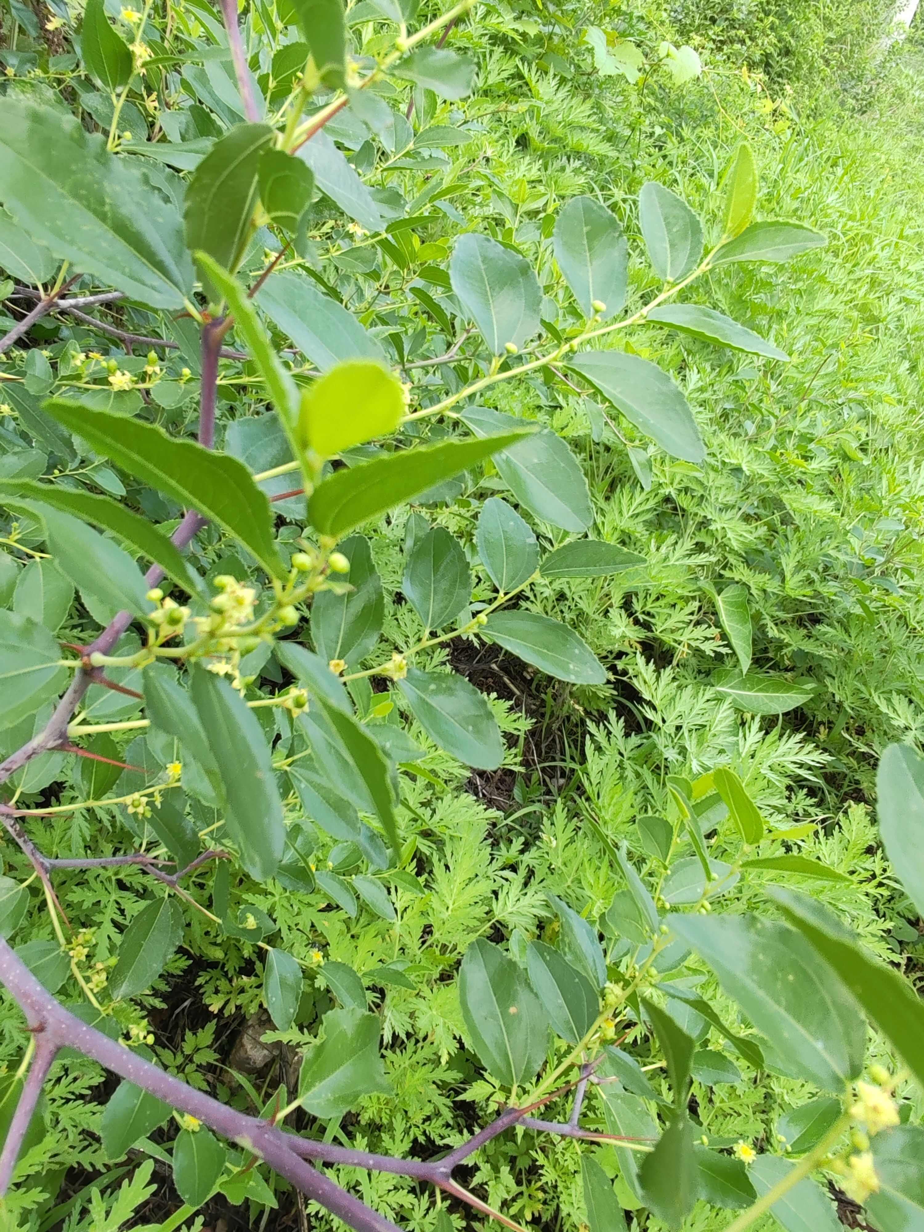 酸枣，鲜酸枣