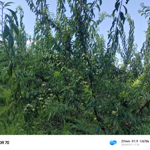 余庆县李子