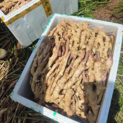 广西南宁，白姜子姜，大量上市，欢迎各位老板咨询