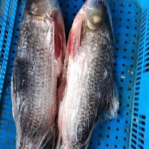 阳春市三去泰鲮肉