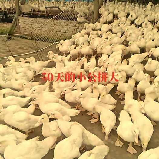 闽侯县六十天小公