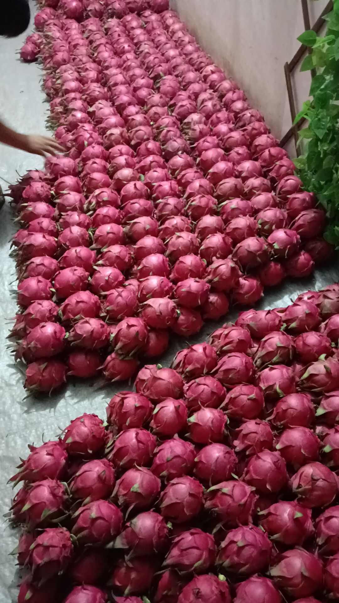湛江遂溪当季红心火龙果直产地