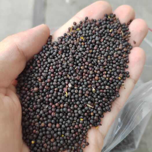 呼伦贝尔3.2油菜籽，呼伦贝尔地区油菜籽