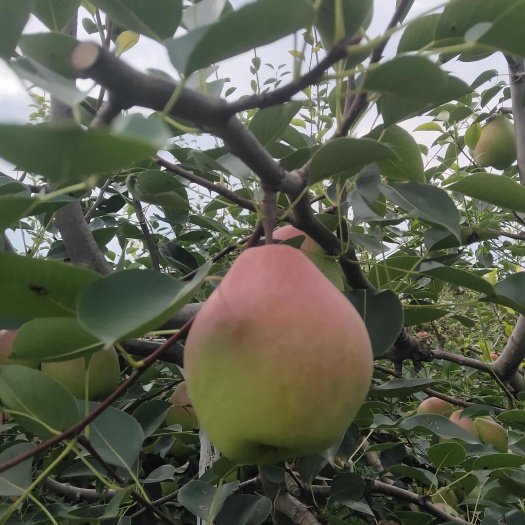 大荔县夕阳红梨
