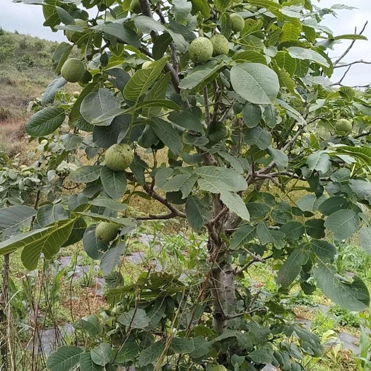 宣威市黑桃