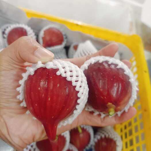 广州新鲜无花果 自产自销