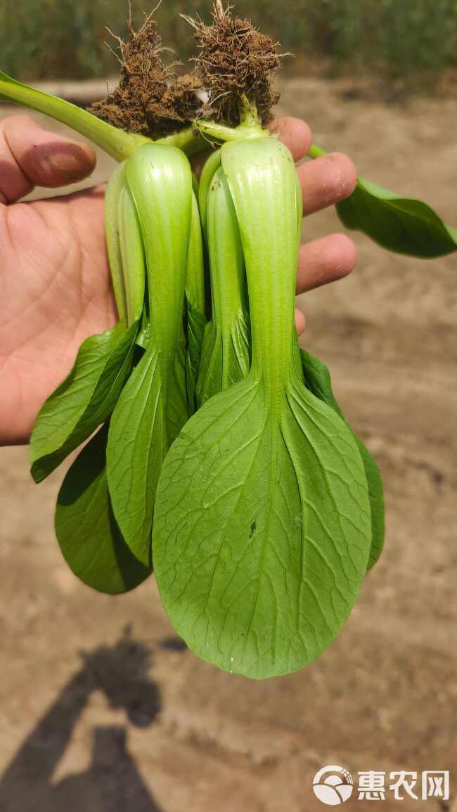 上海青   油菜   小青菜  全年有货 商超电商