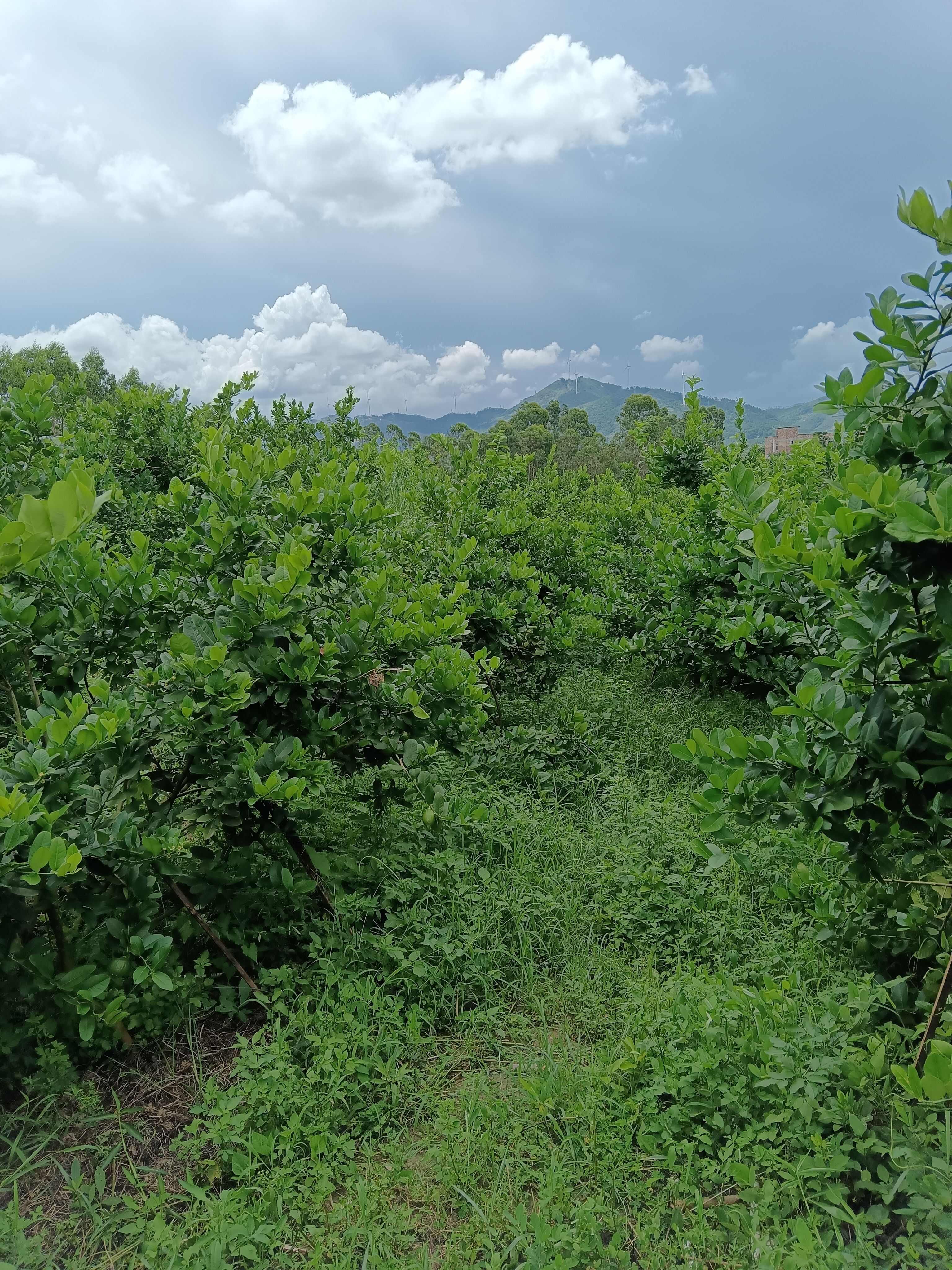 广东香水柠檬无籽产地直销量大优惠