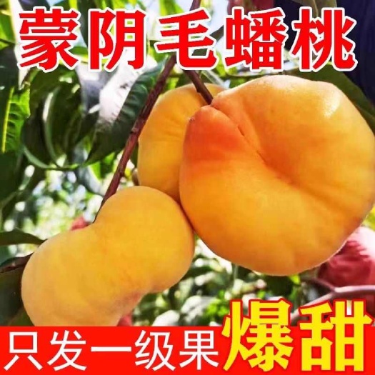 蒙阴县山东临沂沂蒙山黄金毛蟠桃