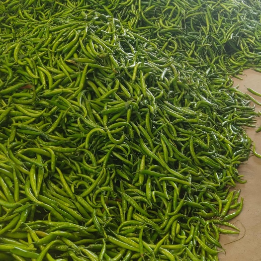 通许县杭椒大量上市