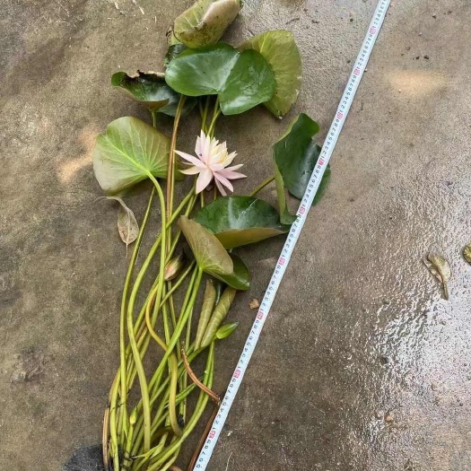 惠州睡莲