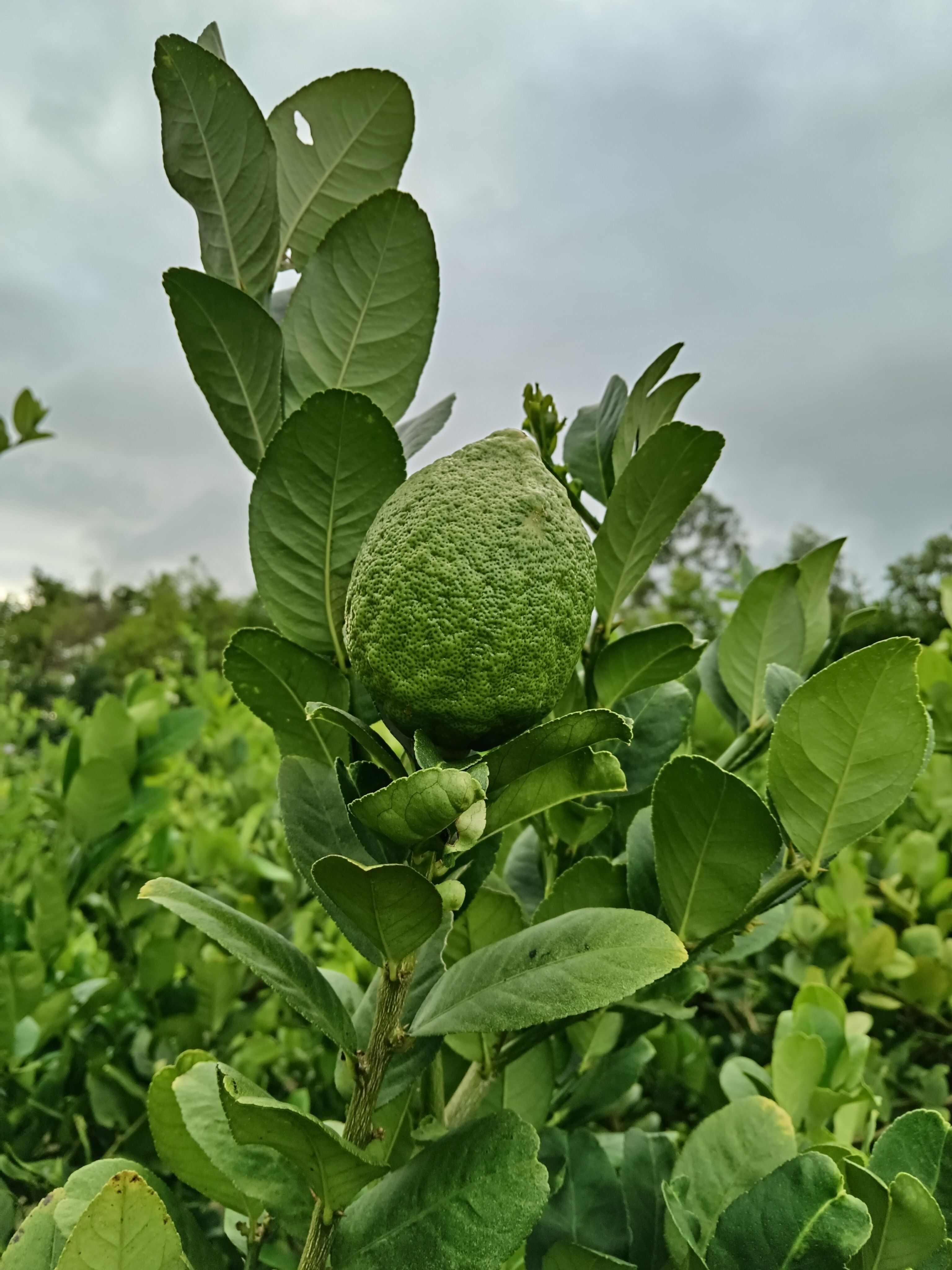 广东香水柠檬无籽产地直销量大优惠