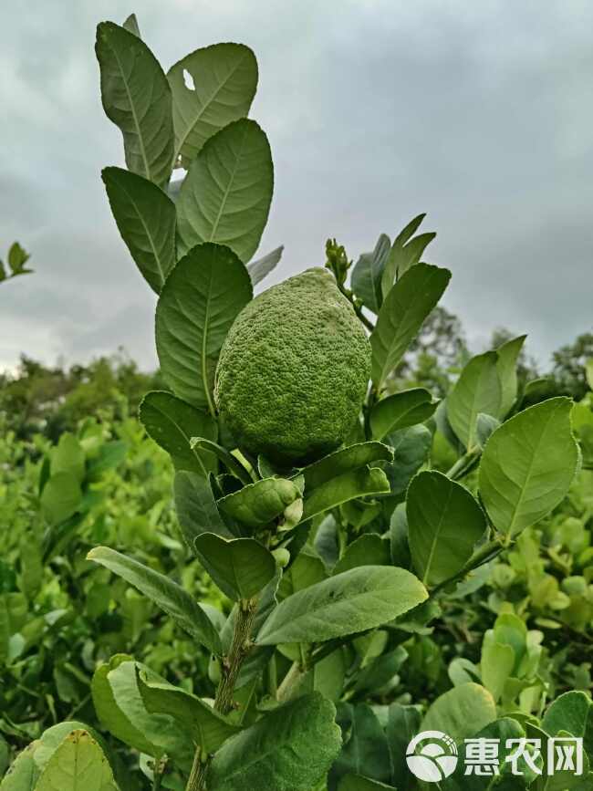 广东香水柠檬无籽产地直销量大优惠