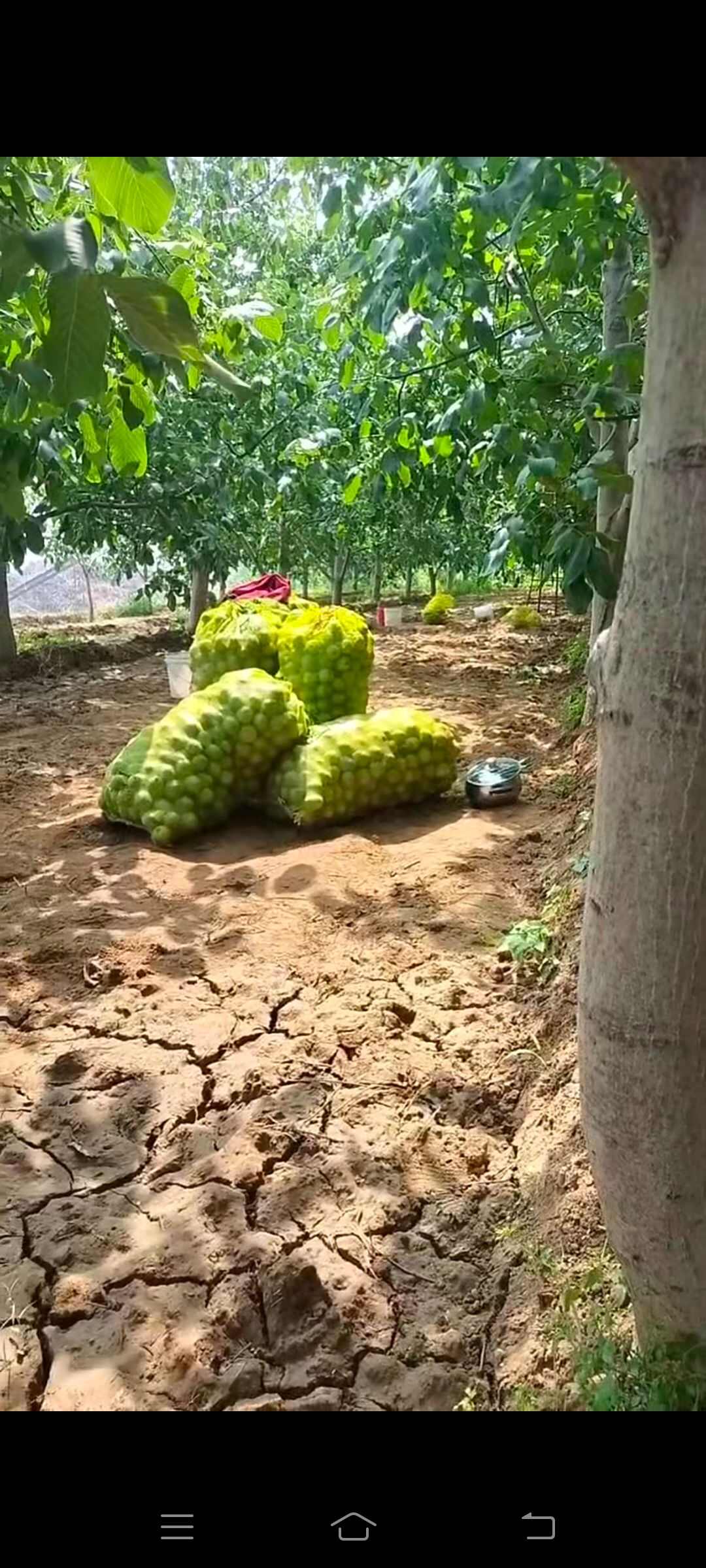青皮核桃