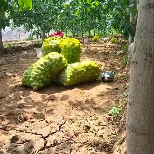 汾阳市青皮核桃