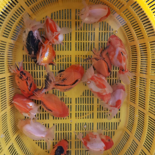 金鱼出售