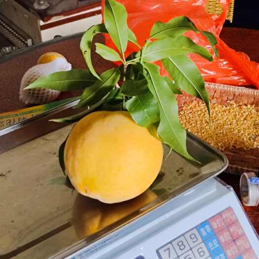 炎陵县黄桃