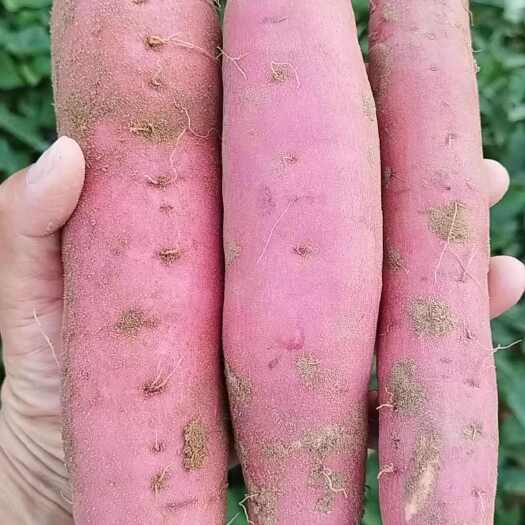 洛阳红薯