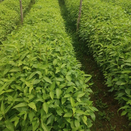 昌宁县木姜子苗，又名山胡椒，药用，调料，都不错的选择。
