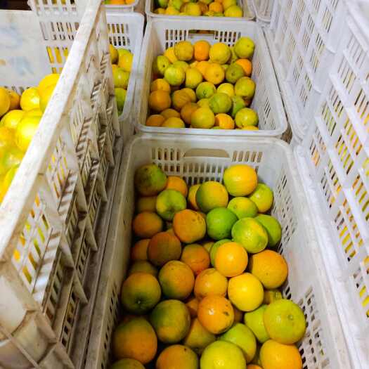 秭归县【夏橙】榨汁专用 湖北宜昌秭归 物流发货  产地直销