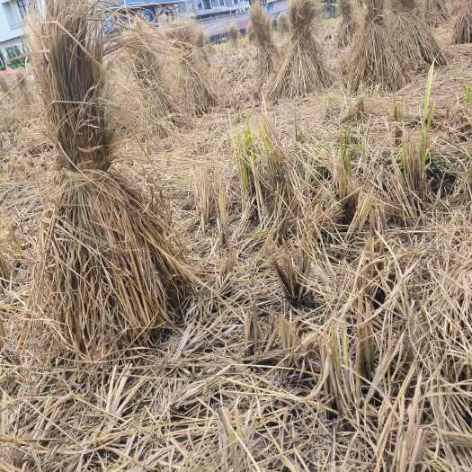 来宾稻草  治沙草、手把草 草长80厘米以上，  用于治沙、酒厂