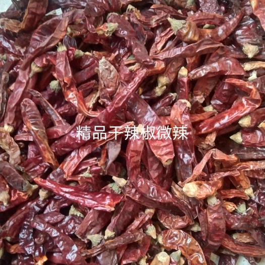 玉林印度干辣椒爆辣辣椒王辣度十万+最好小米椒大货供应批零兼营
