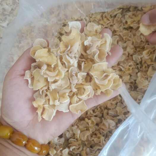 鱼台县白玉木耳厂家直销 大量供货 大量货源 十元一斤 优质