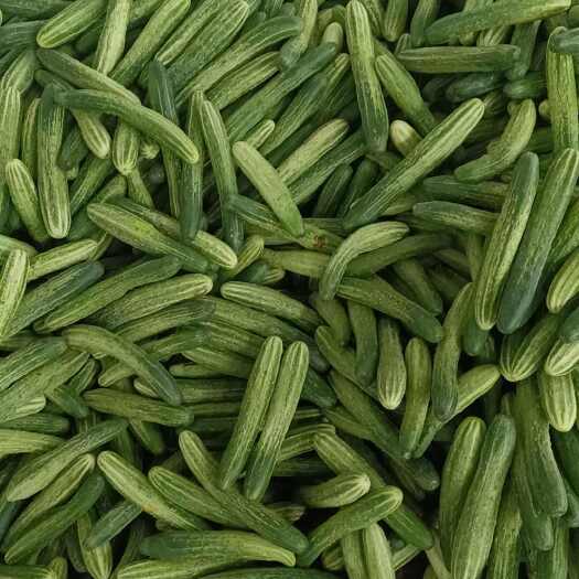 利川市燕白黄瓜