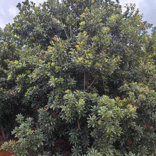 6年杨梅树，地径10至15公分，树型好，处于盛果期