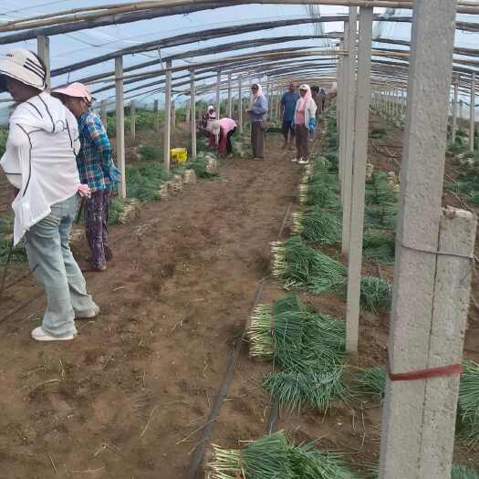 潍坊基地直供精品葱苗继续给客户拔葱苗发货