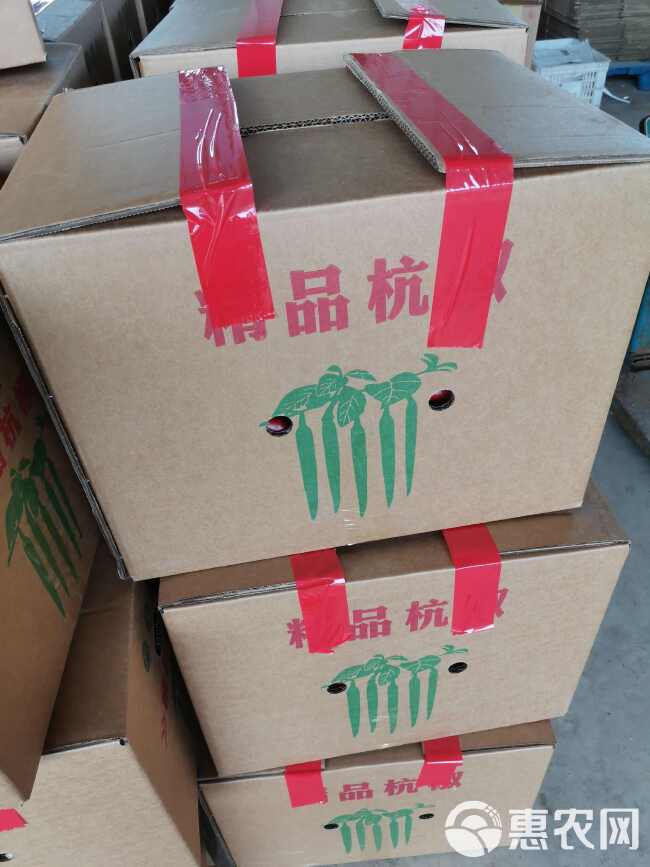 精品杭椒，大量上市，