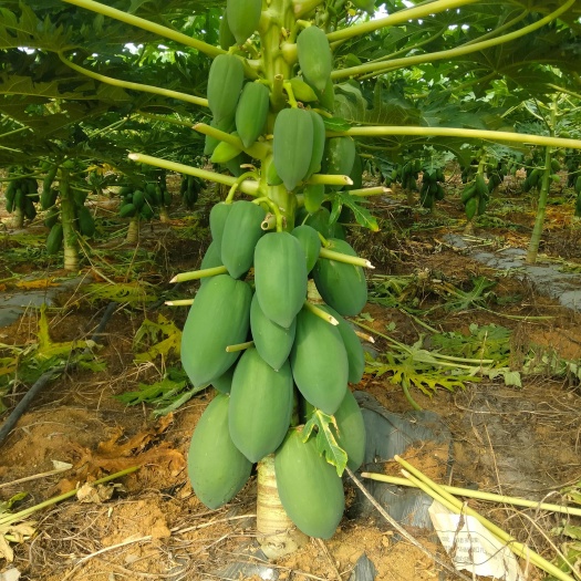 象州县青木瓜
