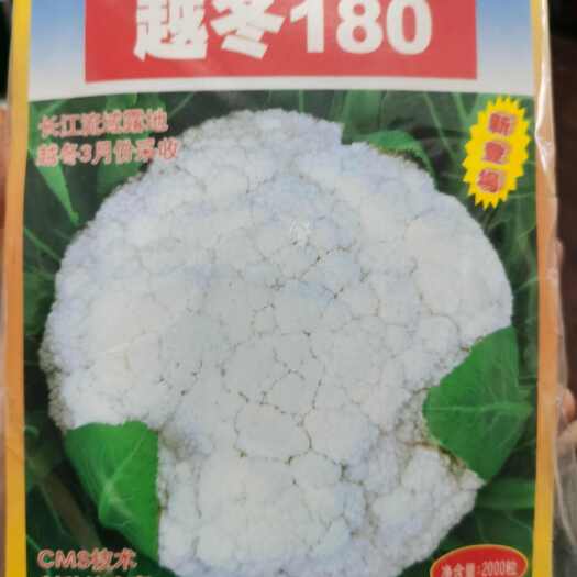 神良越冬180松花菜種子