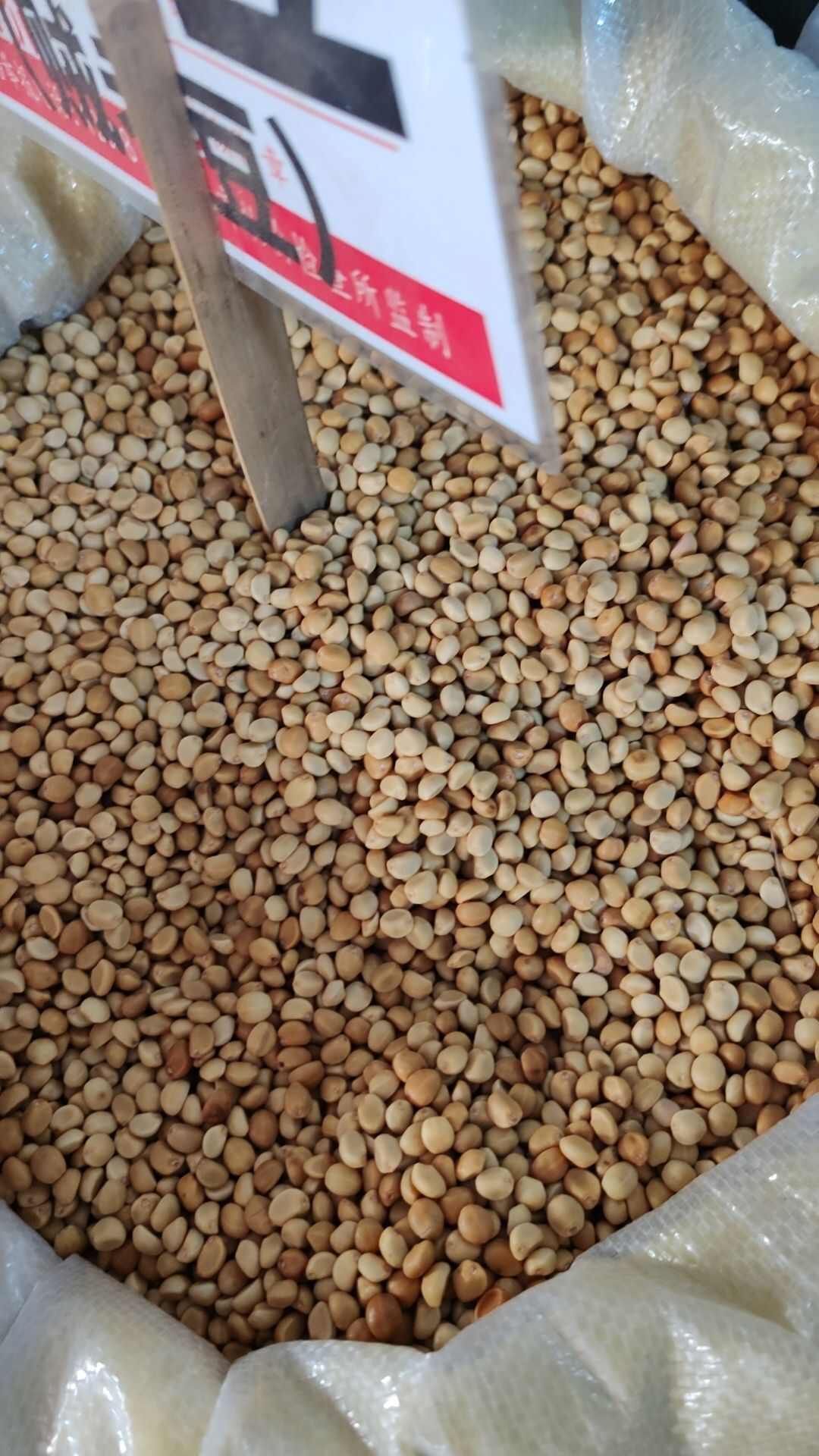跌打豆华陀豆拐子豆