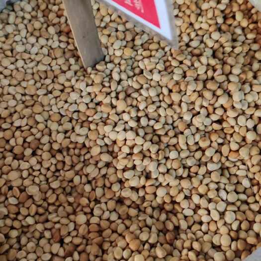 跌打豆华陀豆拐子豆