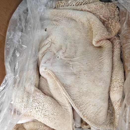 阳信县国产水退半成品牛肚出成高口感劲道纯干无水发可卤炖煲汤火锅炒菜