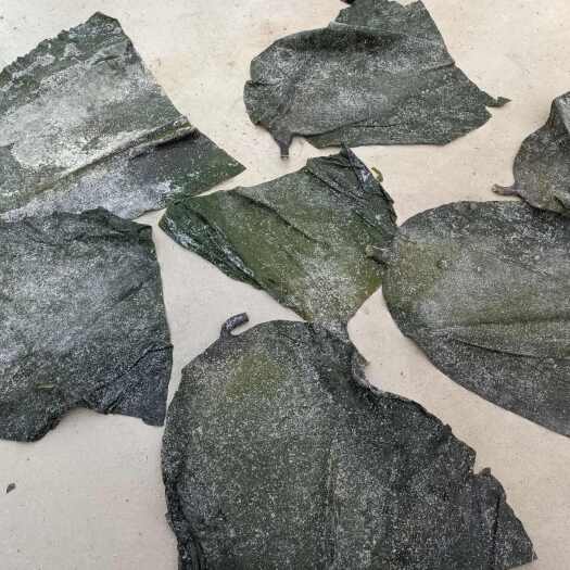 荣成市半干海带头，微瑕疵，碎头！
