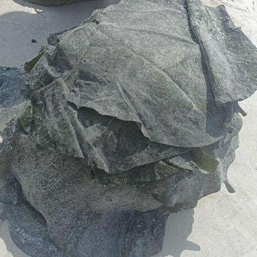荣成市半干海带头，干度好，折秤少，易保存。25年新货。一手货源。