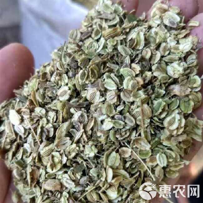 白芷种子白芷