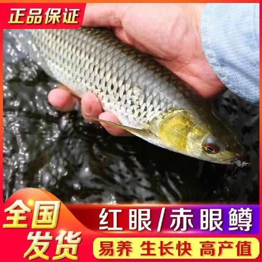广州赤眼鳟鱼苗，红眼鳟鱼苗