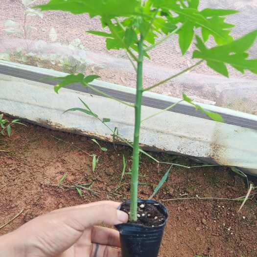 灵山县红心木瓜苗