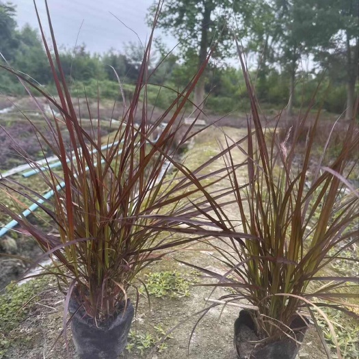 成都紫叶狼尾草批发、16杯紫叶狼尾草