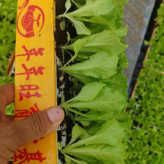 荥阳市生菜苗基地现货供应存活率高生菜苗