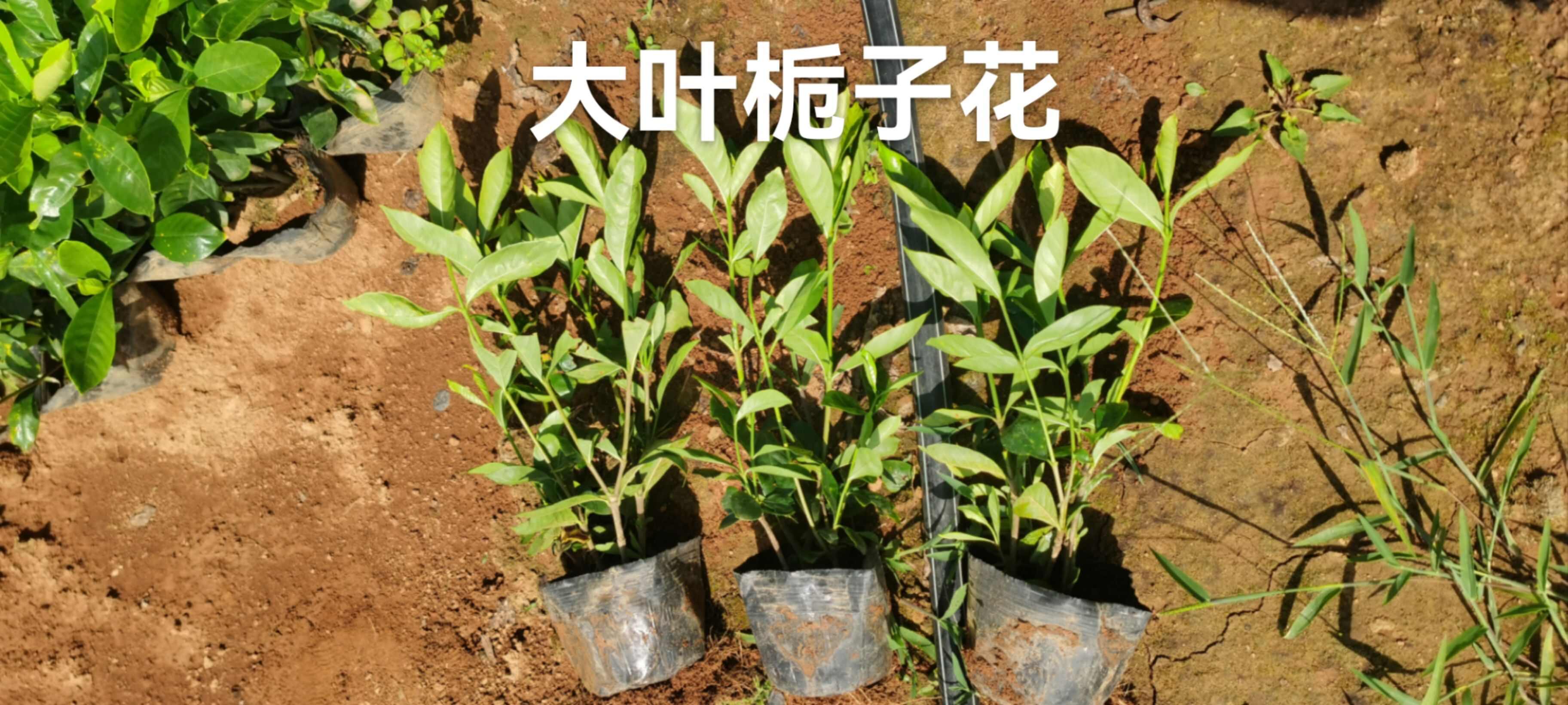 栀子花小叶栀子花大叶栀子花自产自销价格实惠