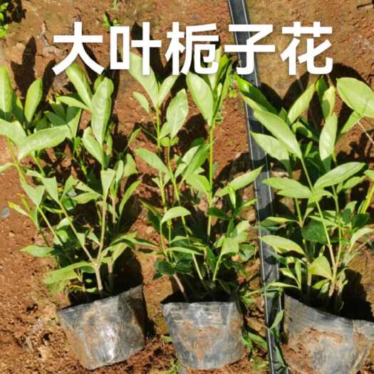 郴州栀子花小叶栀子花大叶栀子花自产自销价格实惠