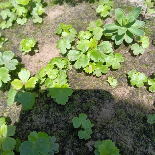 金莲花苗